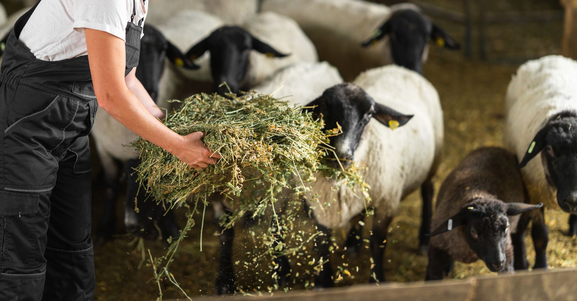Person feeding hay to sheep in a barn, with several black-and-white lambs nearby