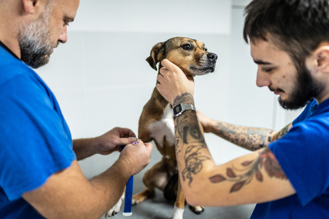 why having a pet is healthy