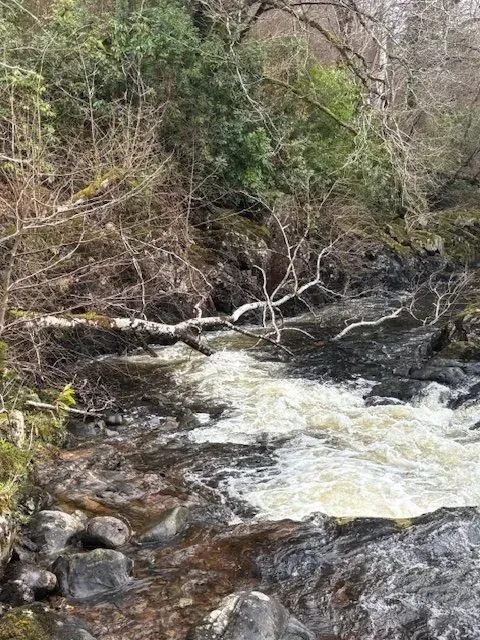 Whitewater rapids flowing over rocks in a forest. Branches reach over the rushing water; greenery lines the banks.