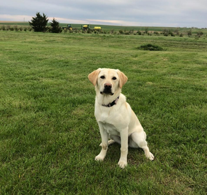 nala