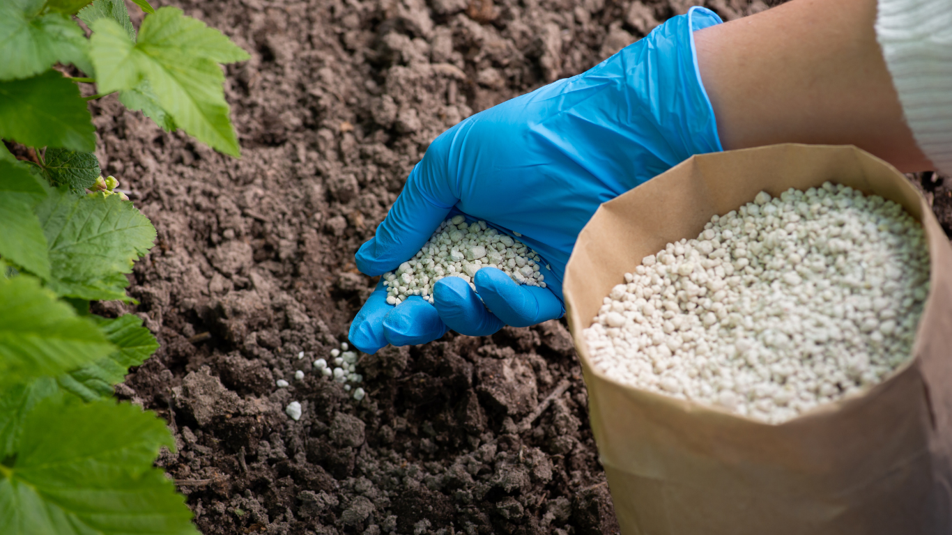 Person in blue gloves adding granular fertilizer to garden soil from a paper bag.