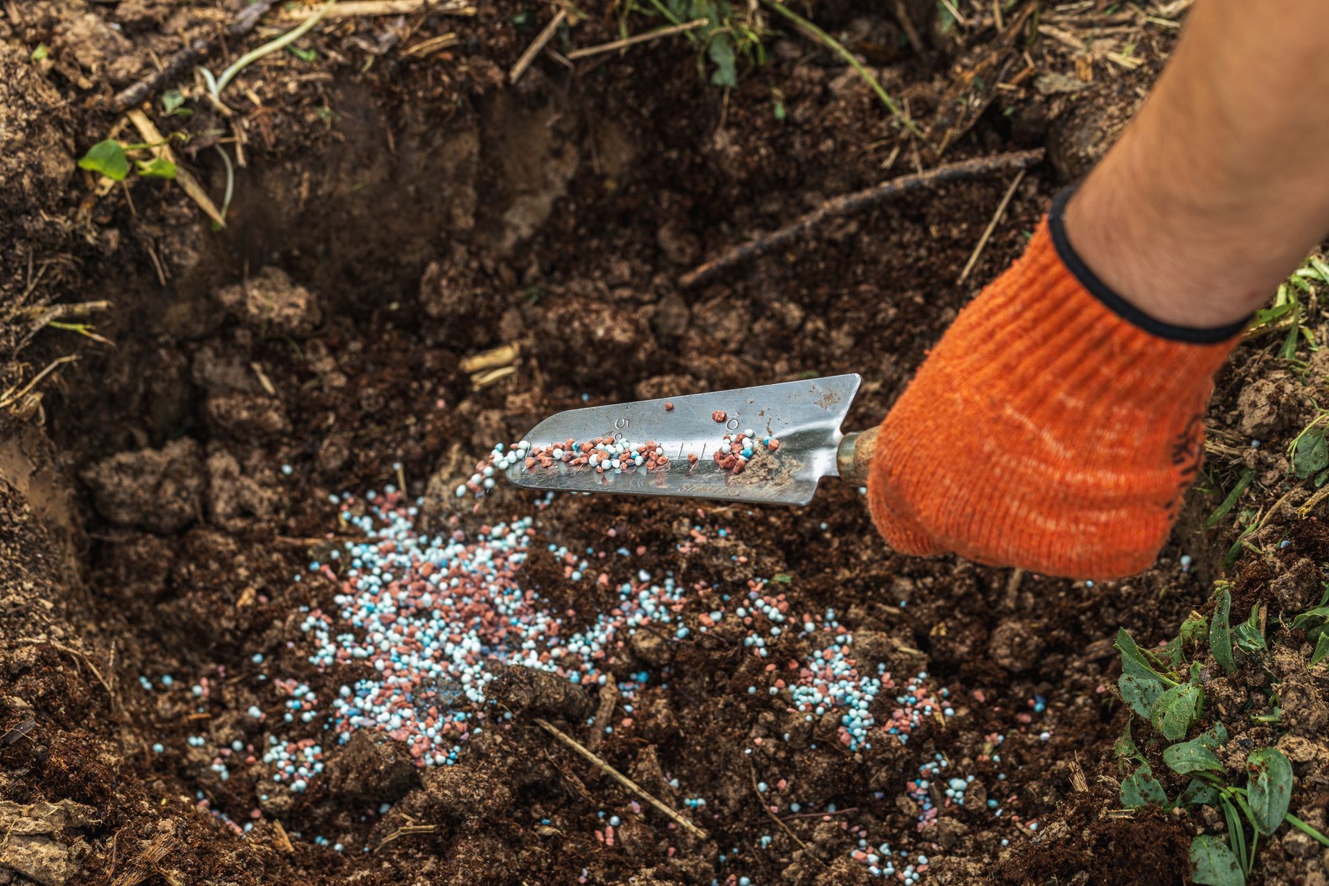 Person in orange glove spreading granular fertilizer in garden with trowel.