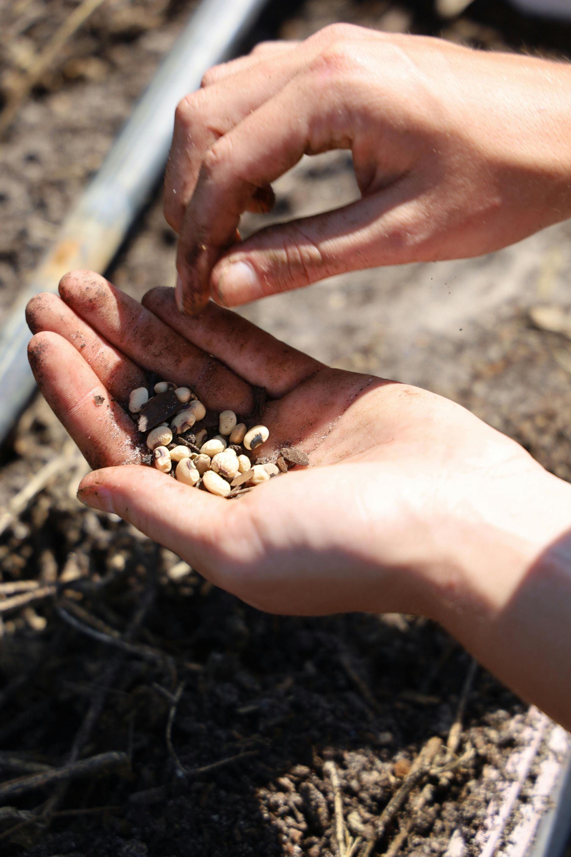 Hands holding and dropping seeds into soil.