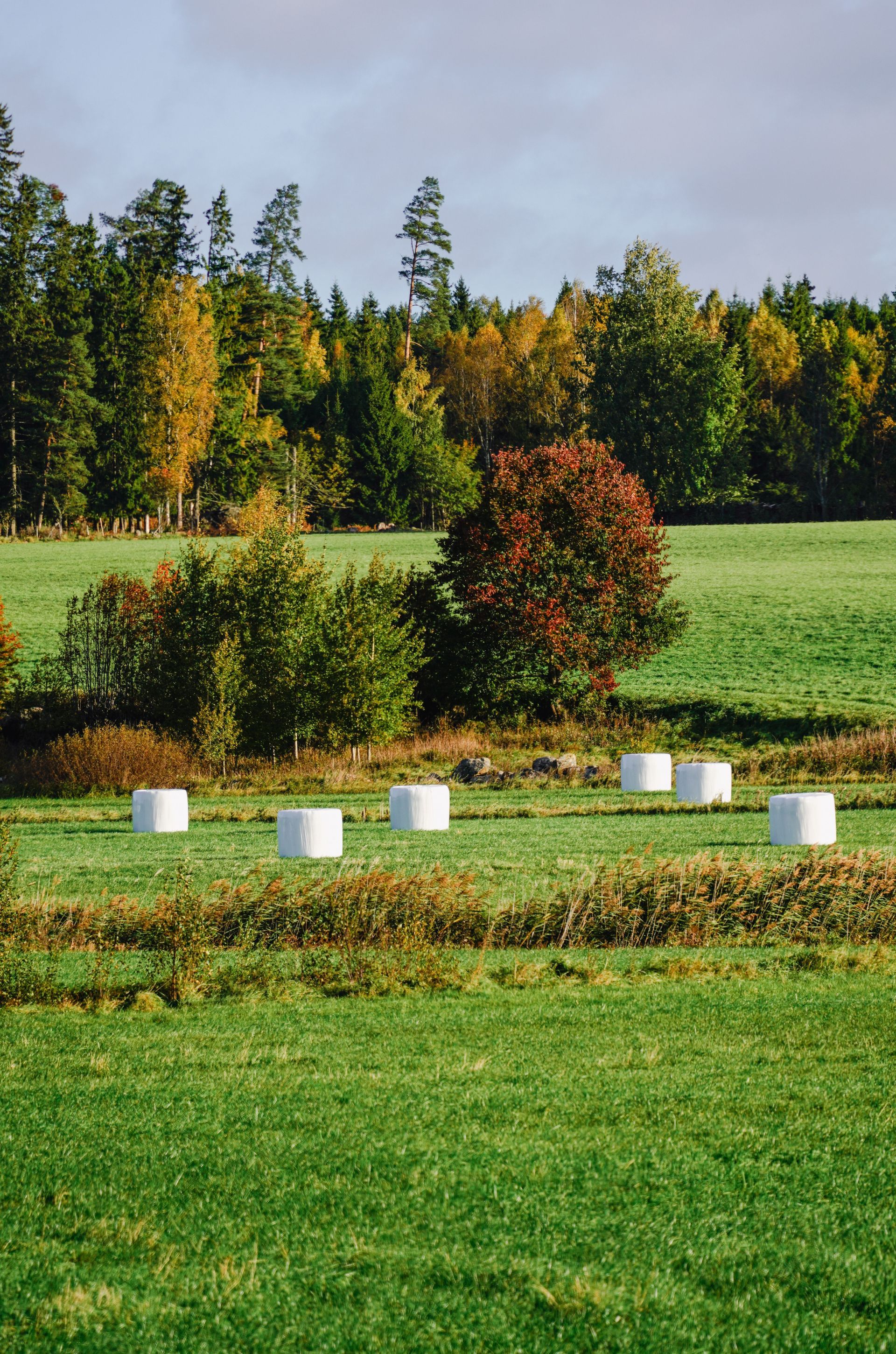 Grassy field with white markers, a small red shrub, and autumn trees in the background