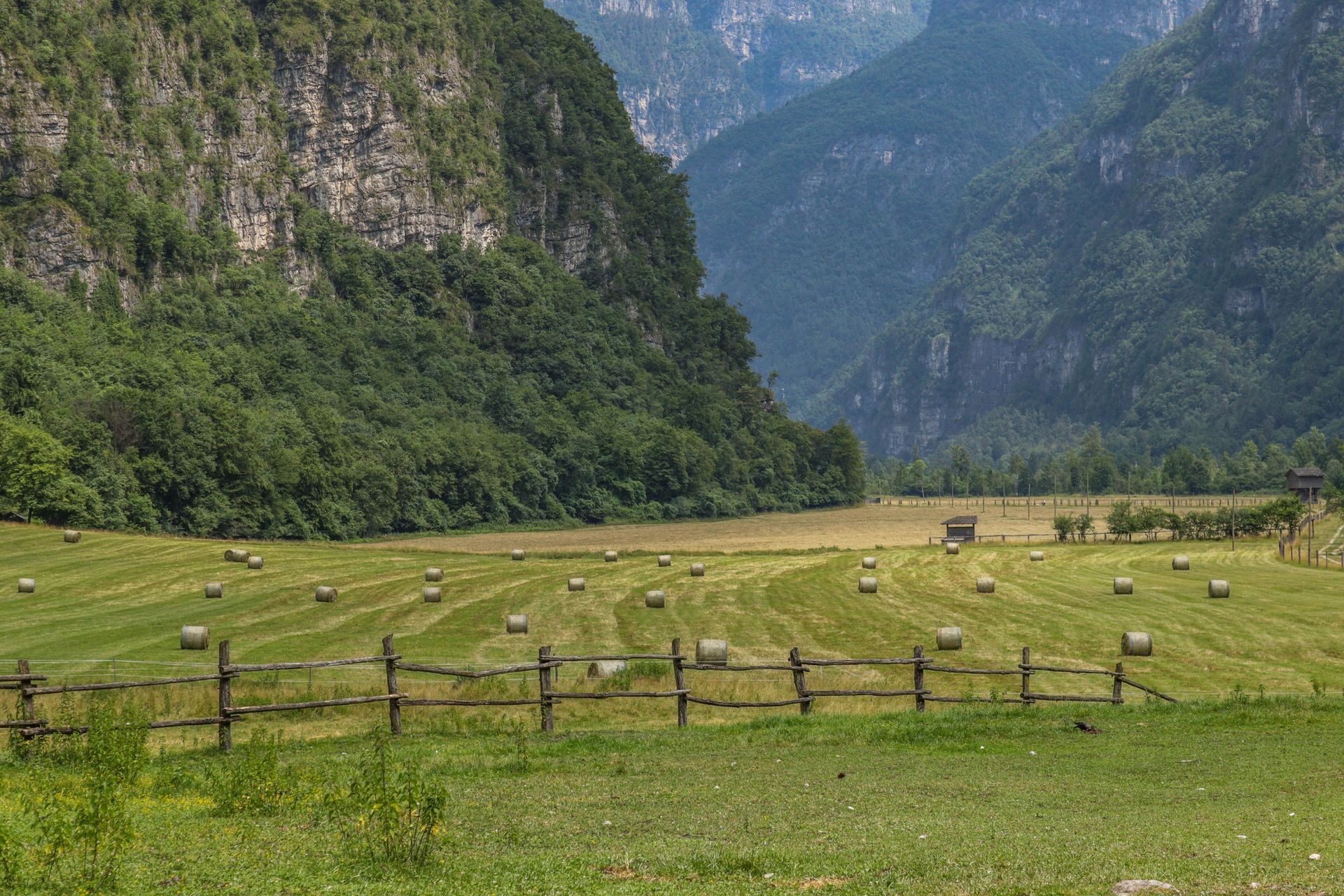 Green meadow with grazing cattle and a rustic fence, framed by steep forested mountains under a cloudy sky