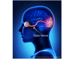 An illustration of a person 's brain and optic nerve