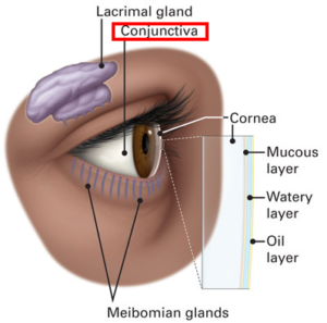 conjunctiva
