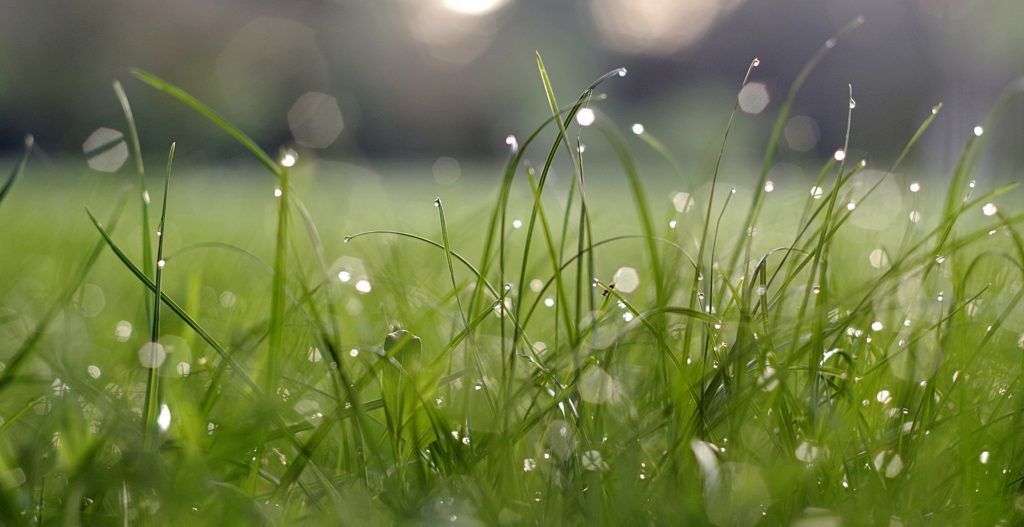 A close up of a field of grass with water drops on it.