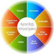 Chiropractor Systems
