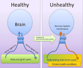 Chiropractor Brain