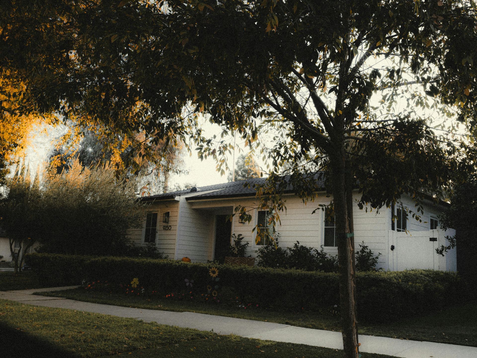 White house with a dark roof behind a tree on a sunny day; sidewalk and green lawn in front.