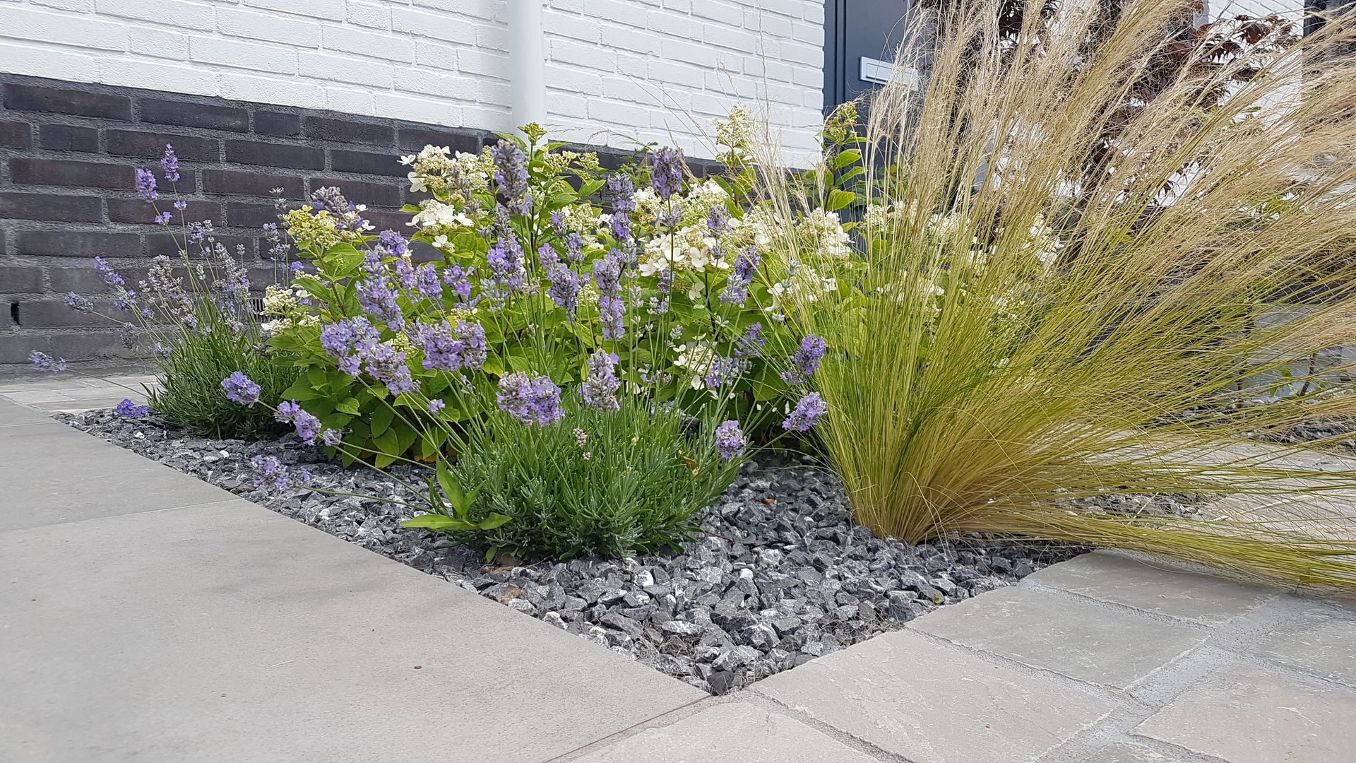 Bloembed met paarse bloemen en siergrassen naast een betonnen pad.