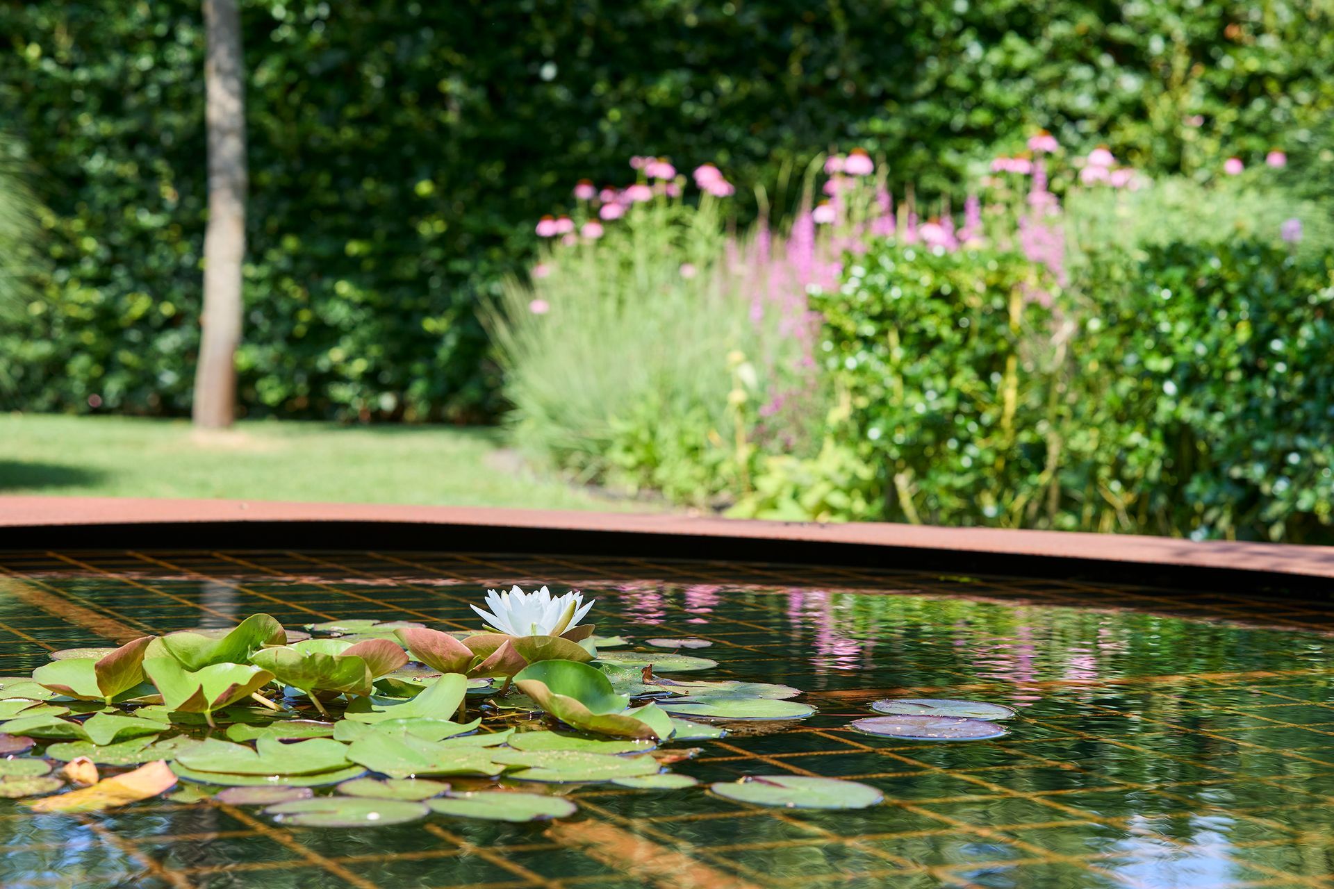 Een vijver met waterlelies, roze bloemen en groen blad in een tuin.