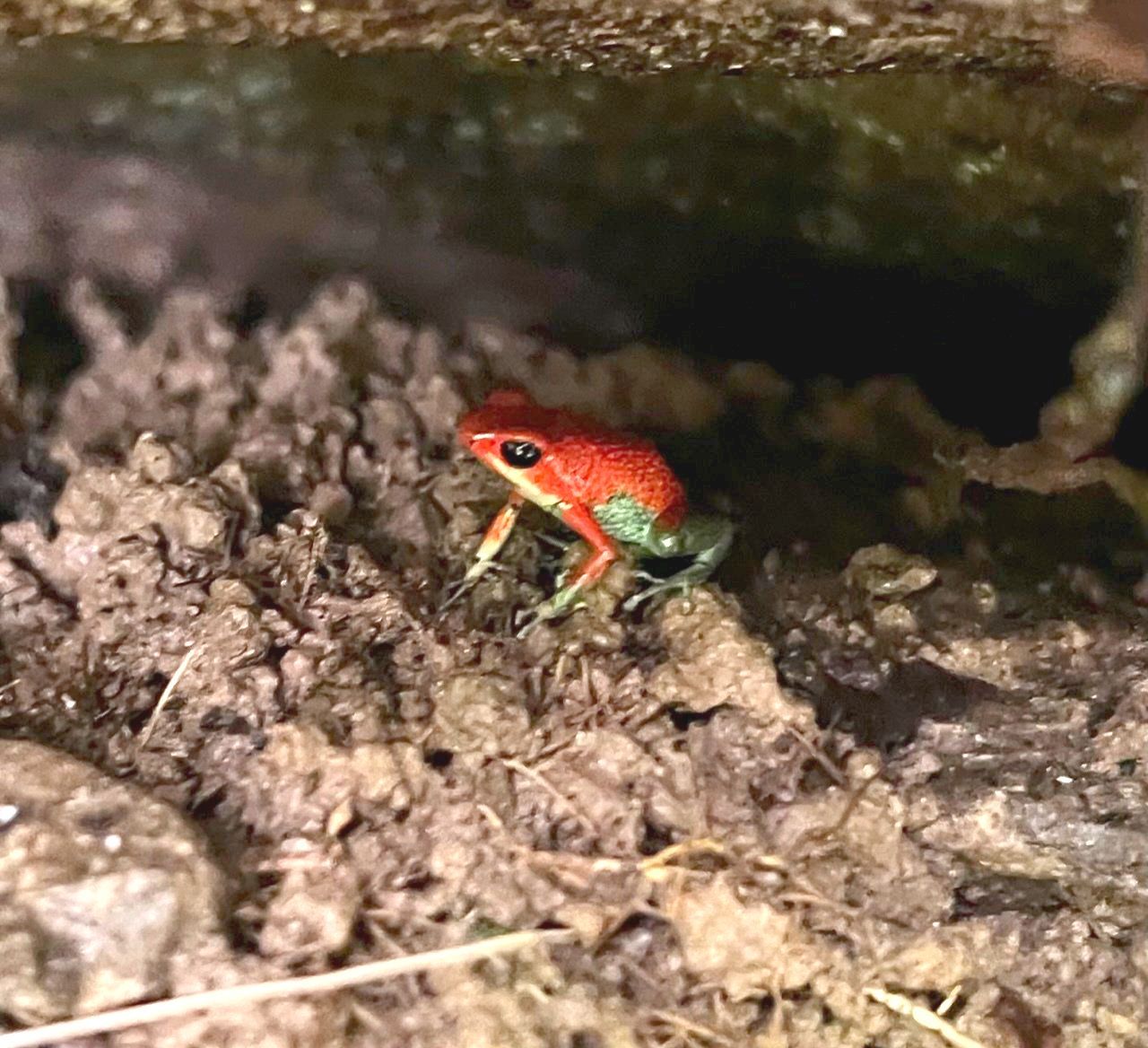 Frog