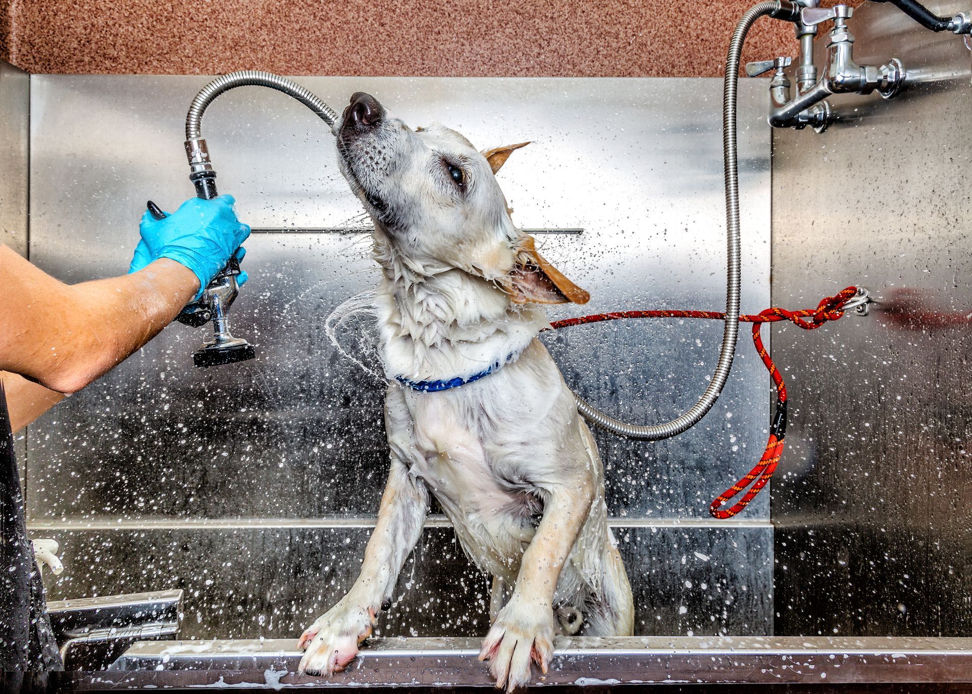 A person is washing a dog in a sink with a hose.