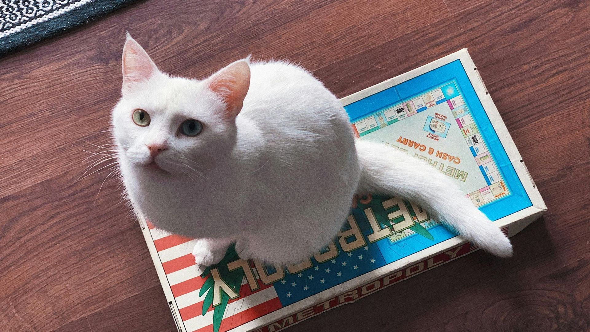 A white cat is sitting on top of a monopoly game.