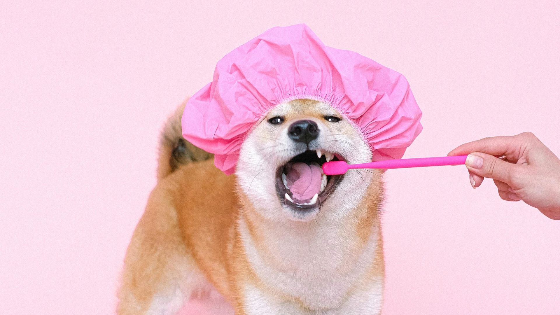 A dog wearing a pink shower cap is brushing its teeth with a pink toothbrush.