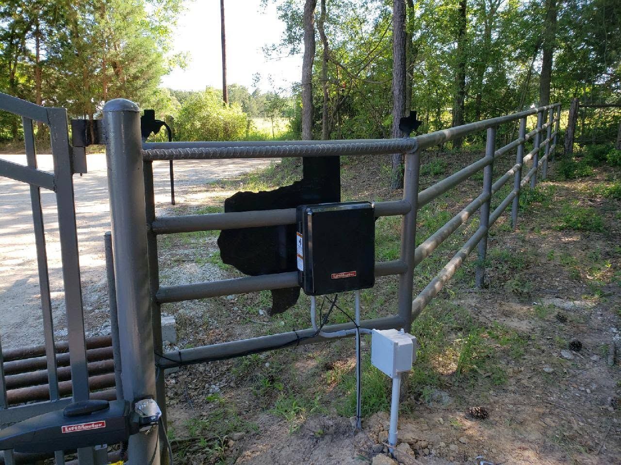 Black cow by a metal gate with a small control box in a grassy outdoor area