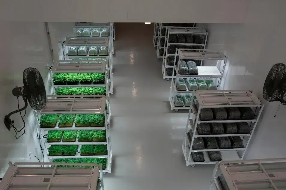 Rows of stacked trays holding green plants in a bright indoor growing room with fans at each side.