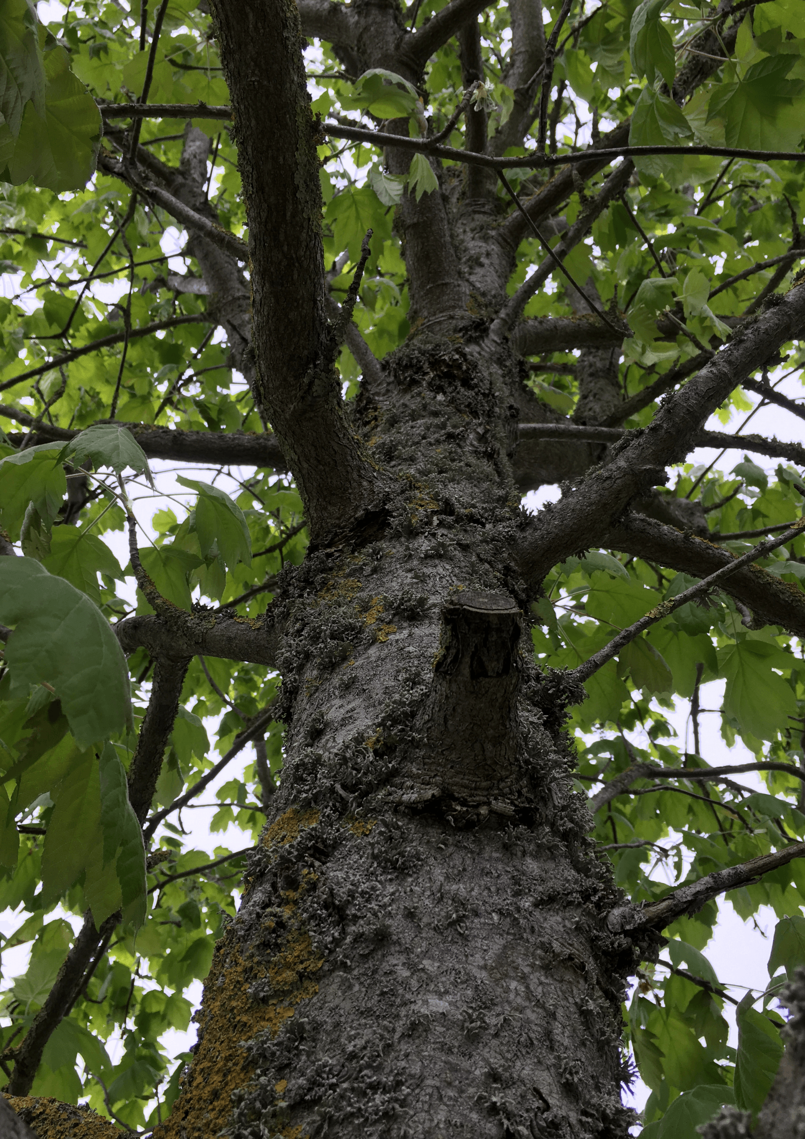 Arbre à émonder Arbre à émonder