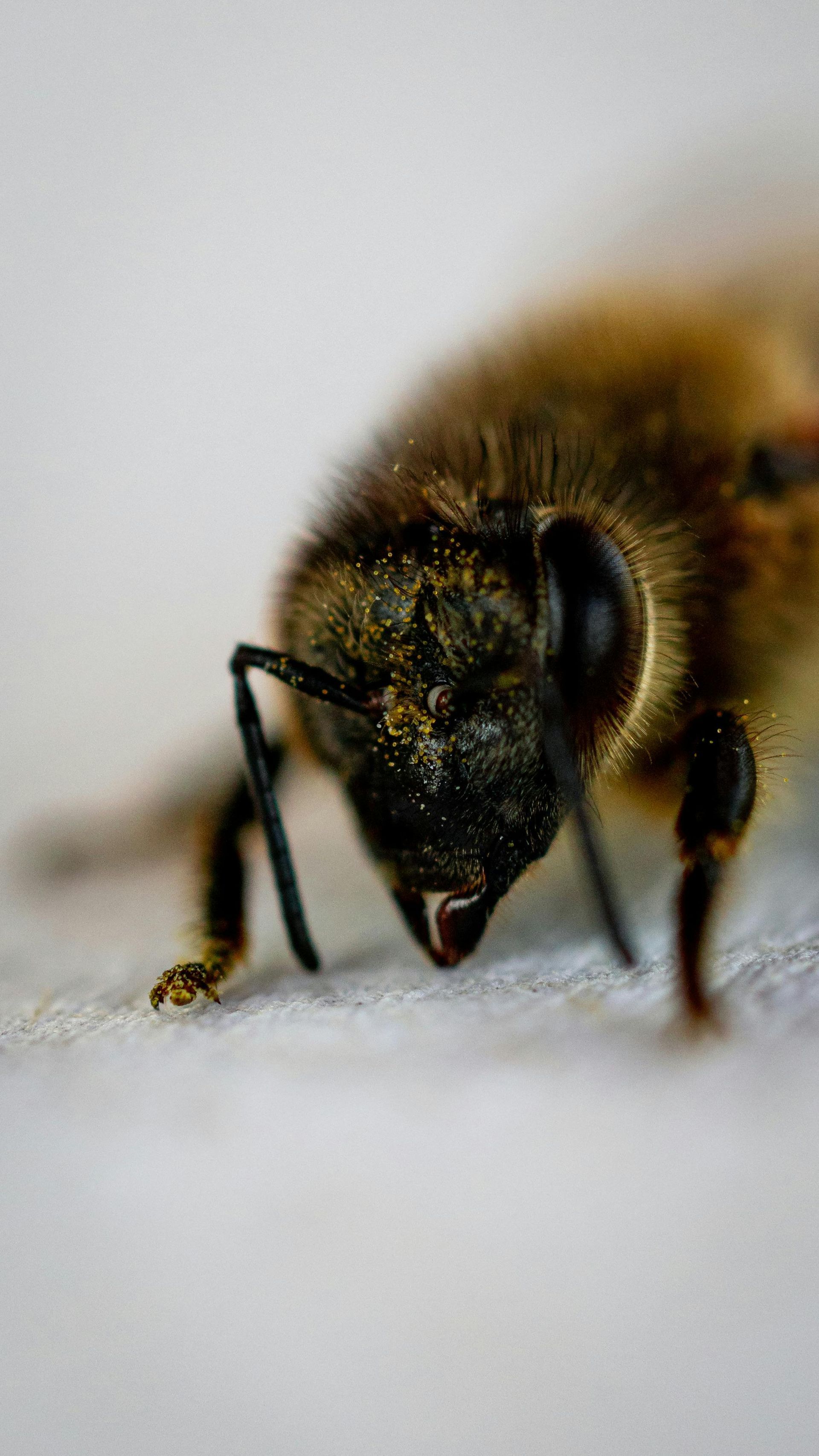 Close-up of a fuzzy bee on a white surface, facing the camera