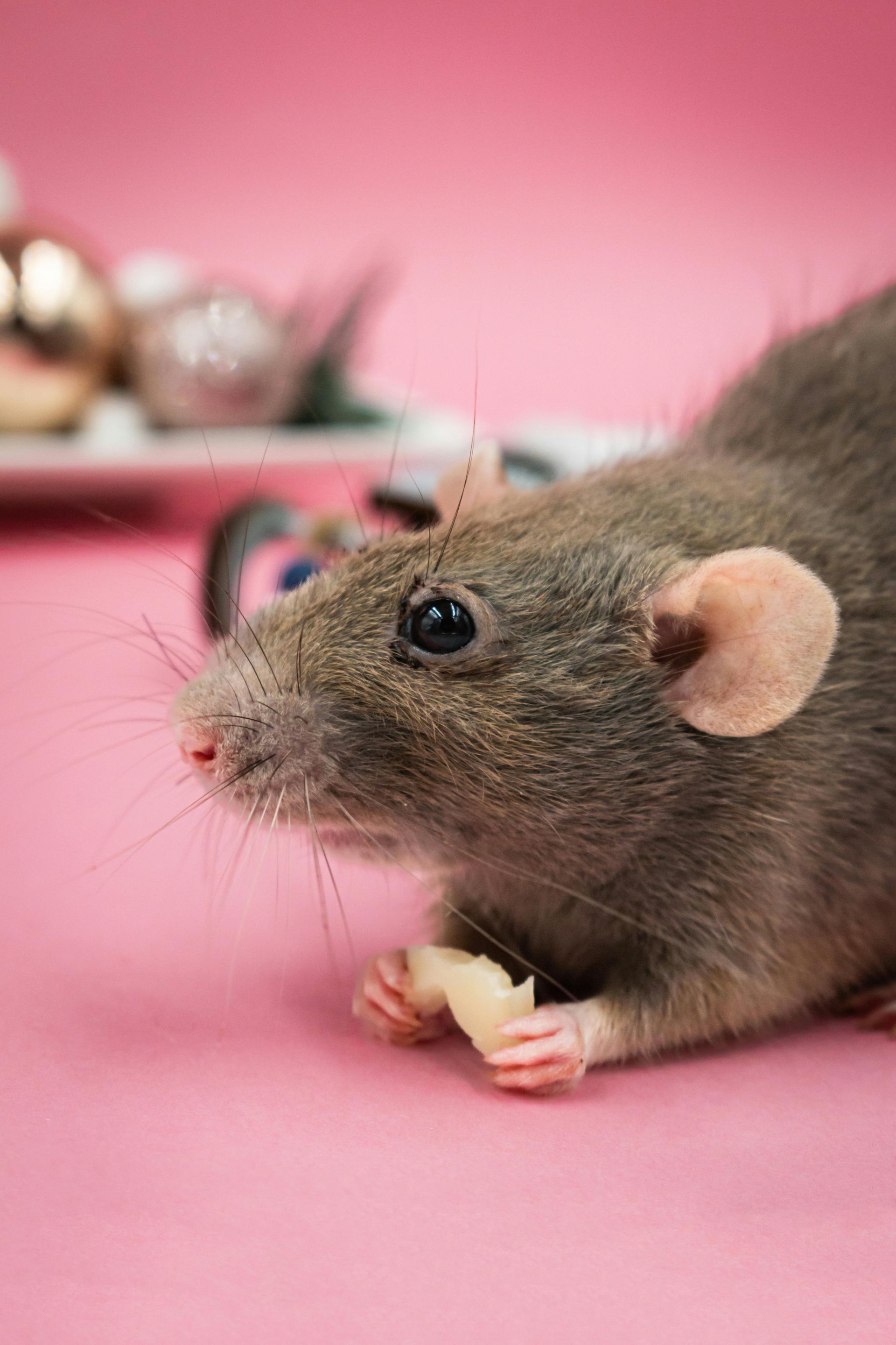 Brown mouse on pink background, nibbling food close-up