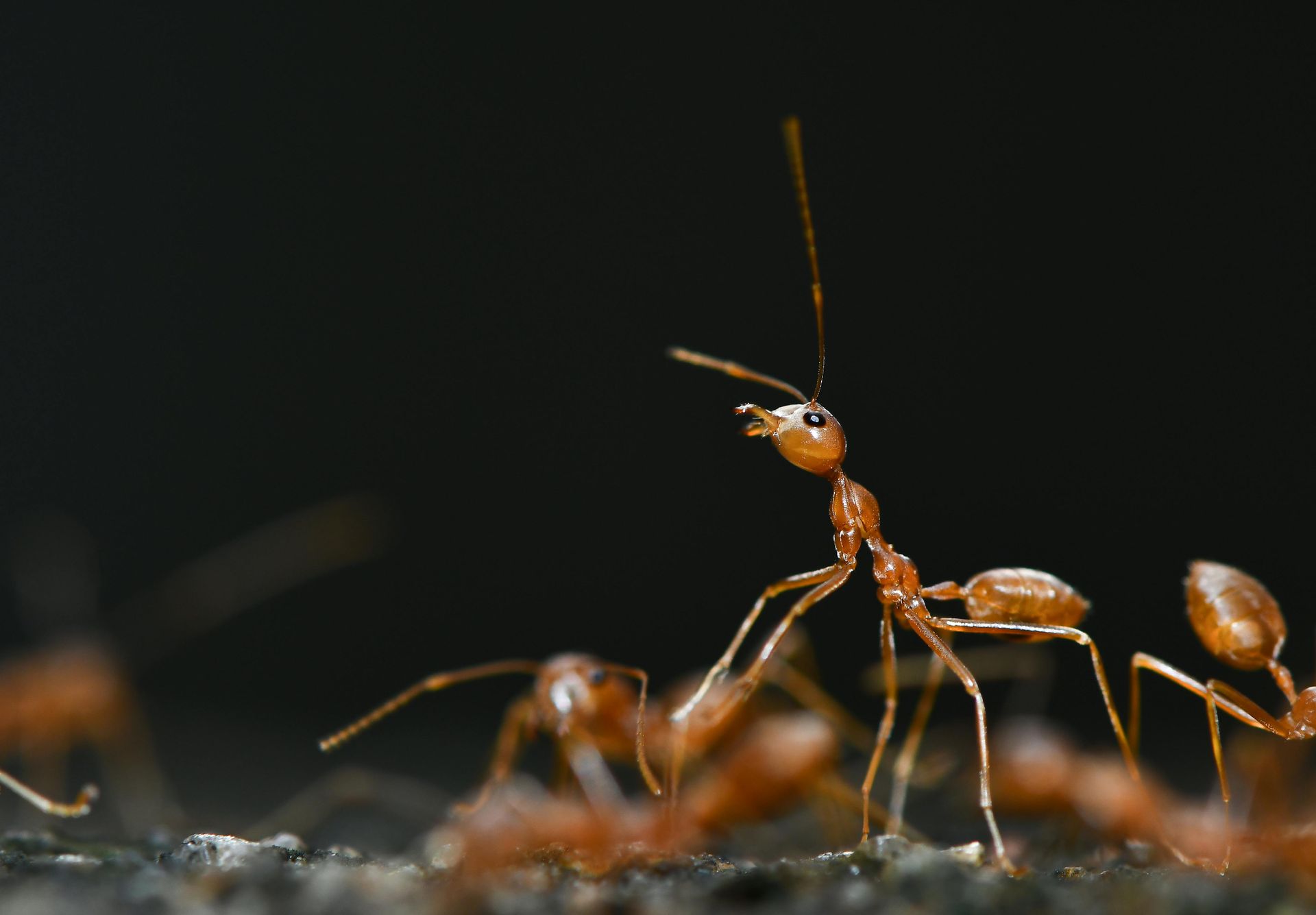 Orange ant with raised antennae on a dark surface, close-up macro shot