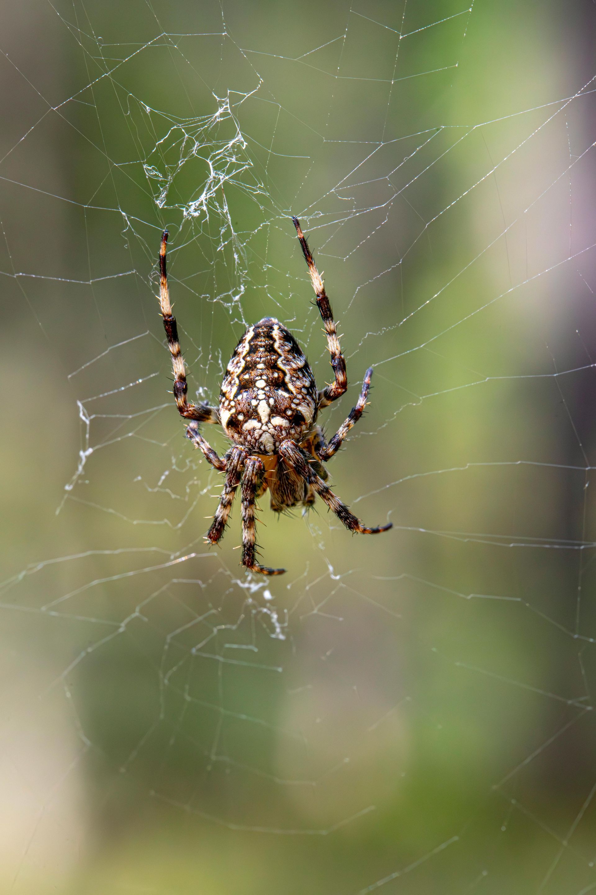 Spider hanging in a web, centered against a blurred green background.