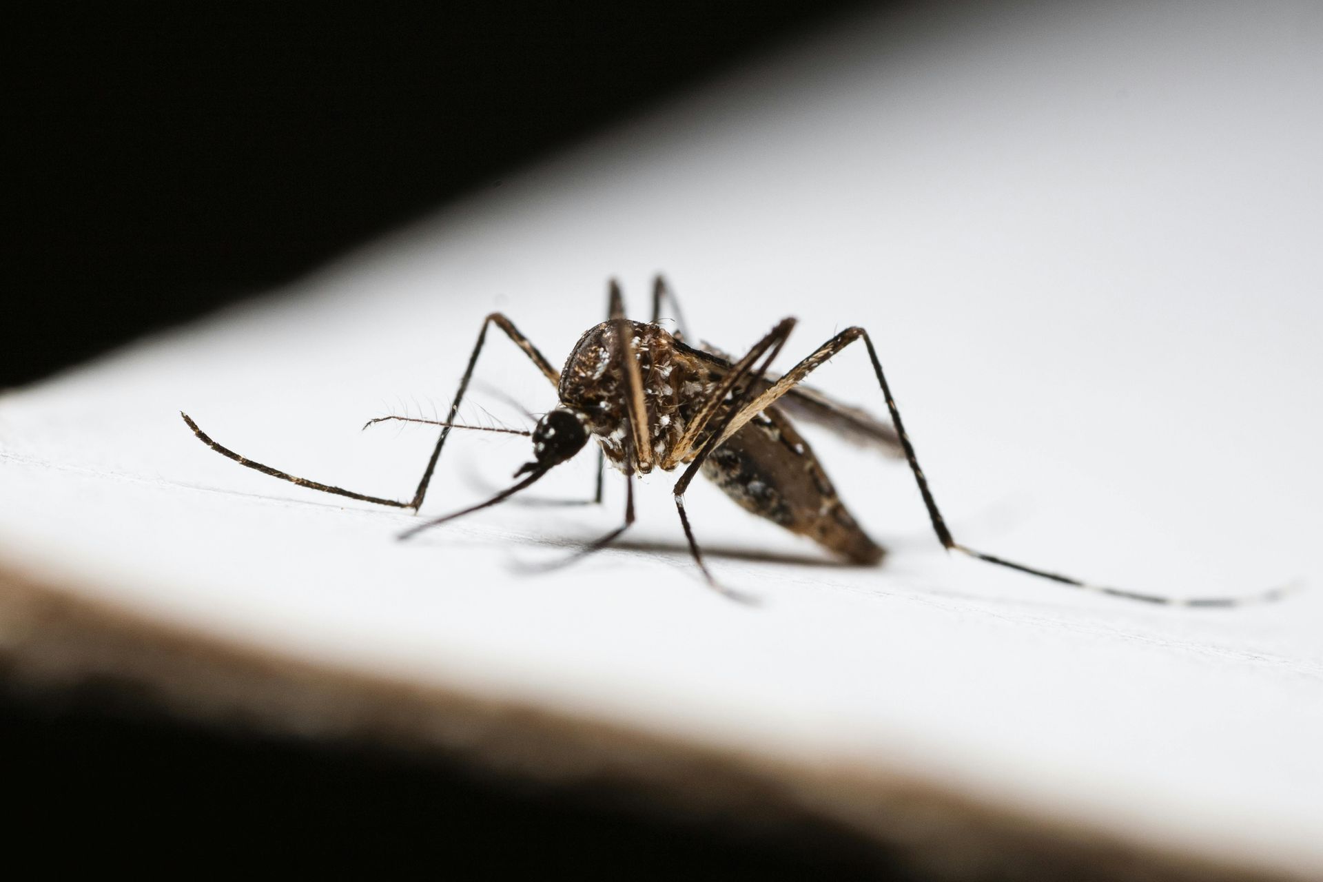 Mosquito perched on a white surface, its long legs and striped body in sharp focus