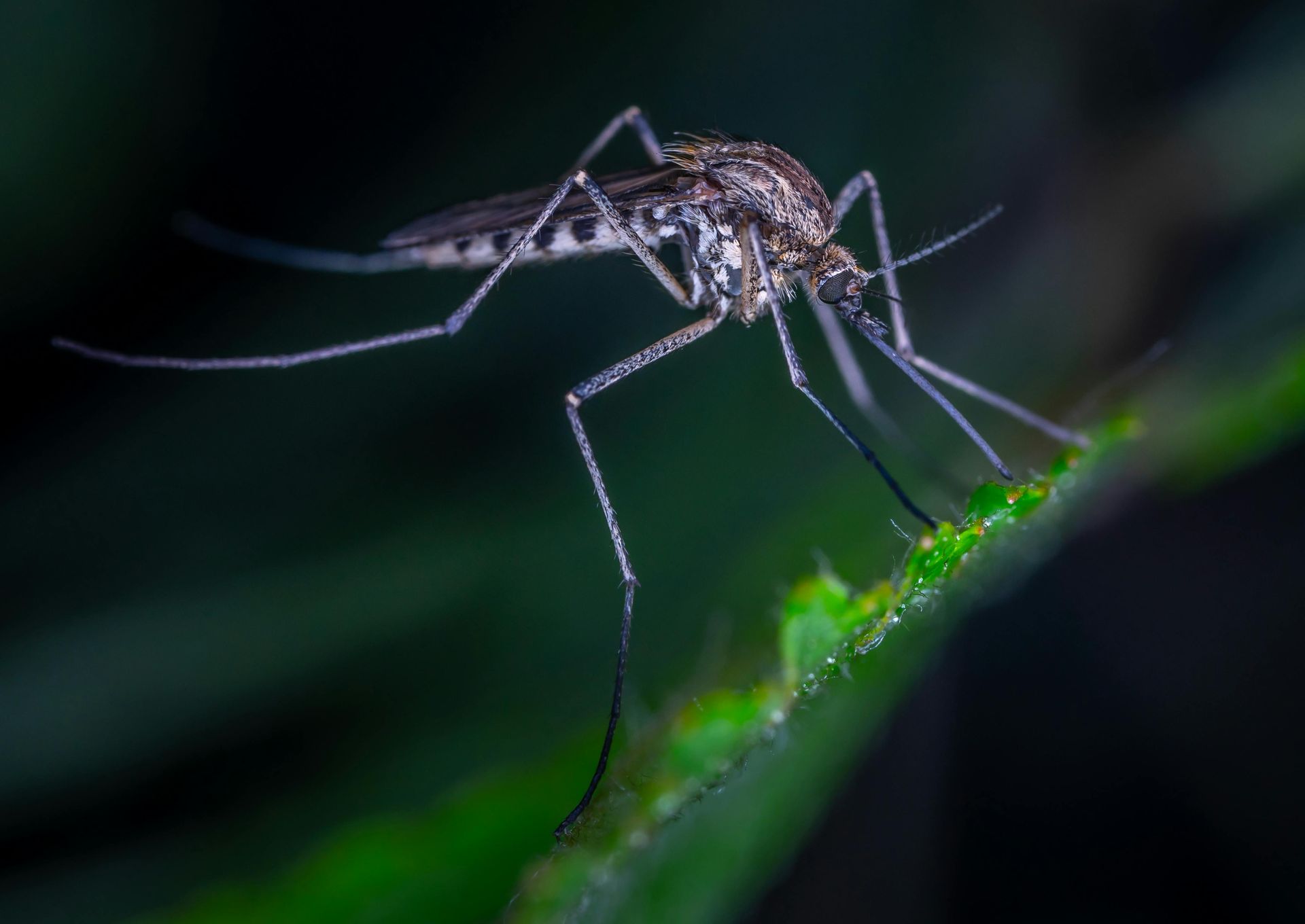 Close-up of a mosquito perched on a green leaf against a dark background