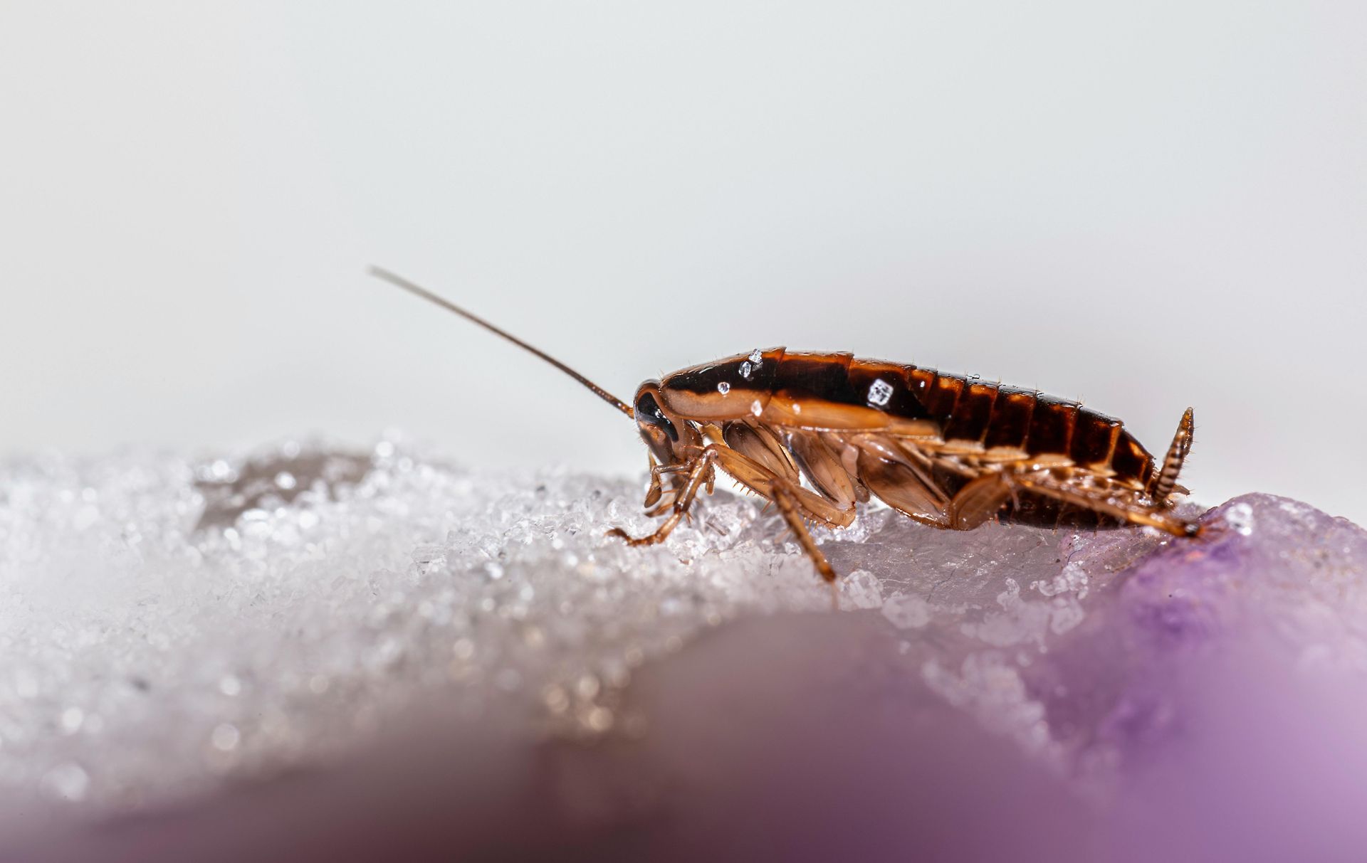 Brown cockroach on a snow-covered surface, viewed from the side