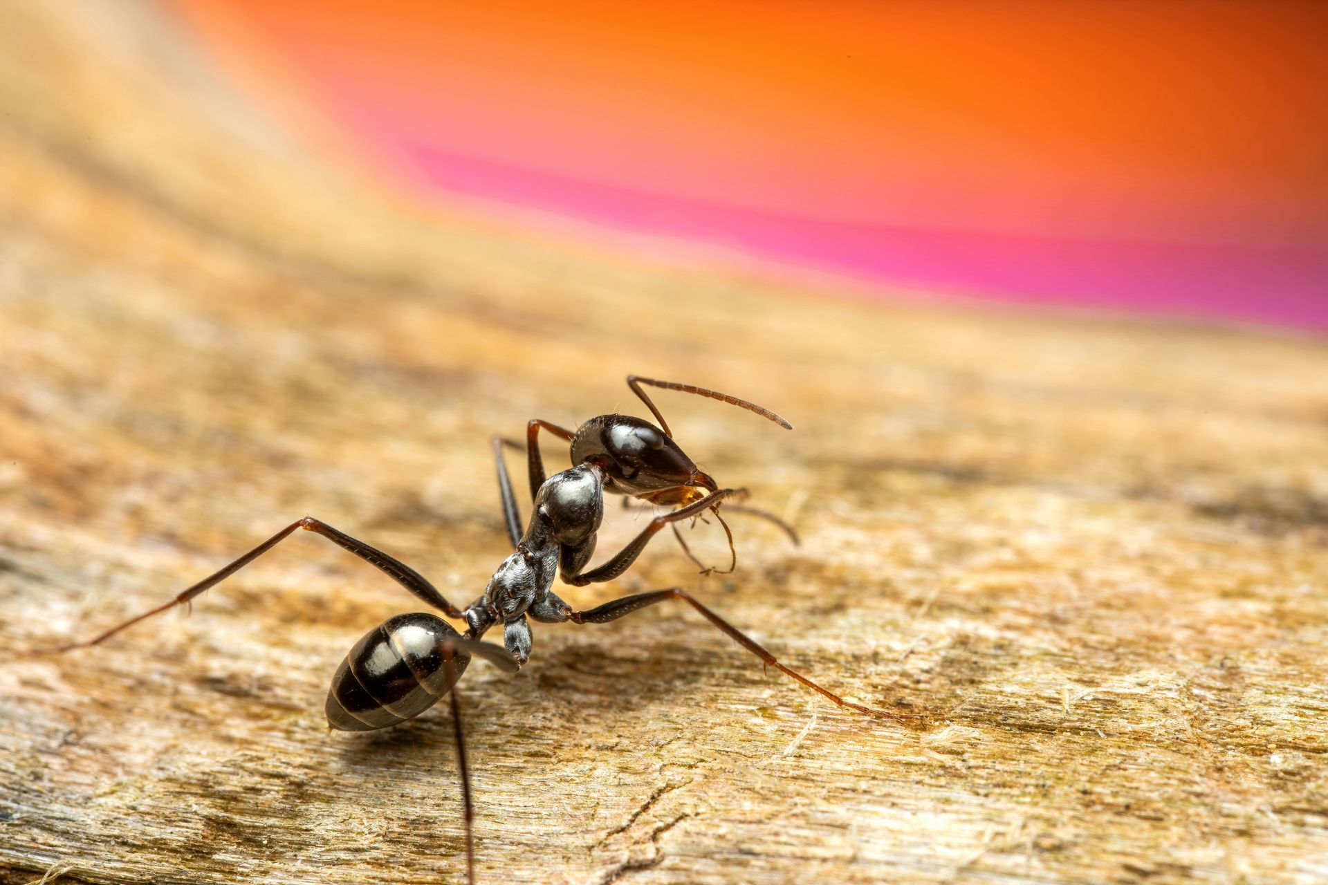 Black ant on sandy ground with blurred pink and orange background