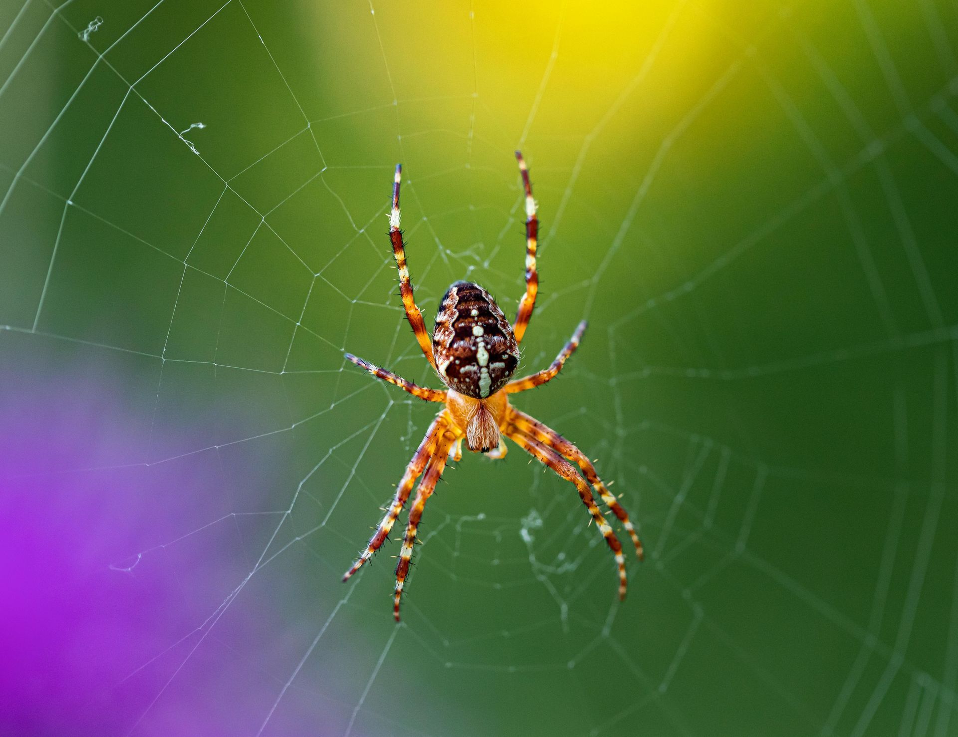 Colorful spider on a web against a green background with a purple blur in the corner