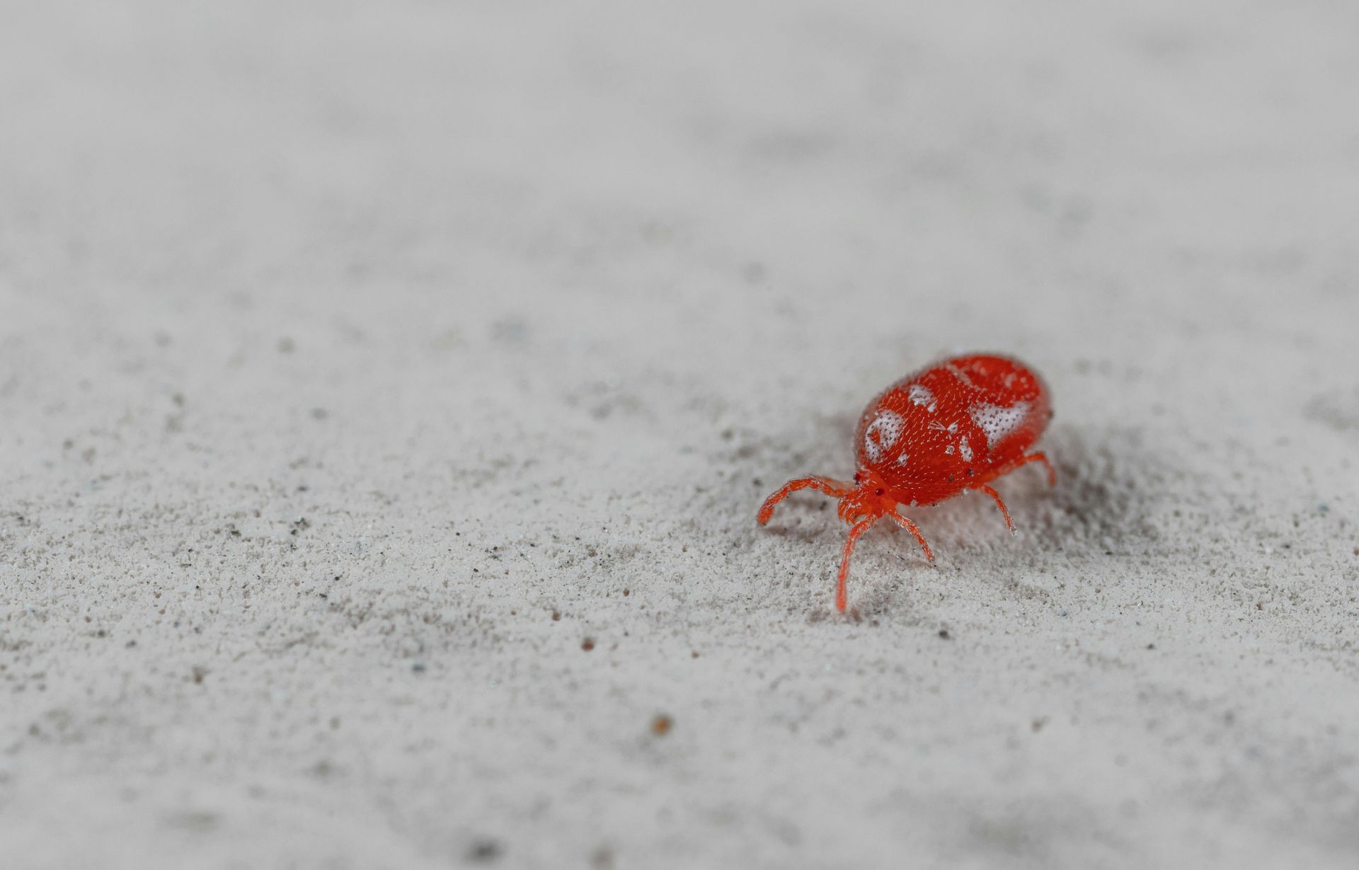 Tiny red ant on a pale textured surface, seen close up.