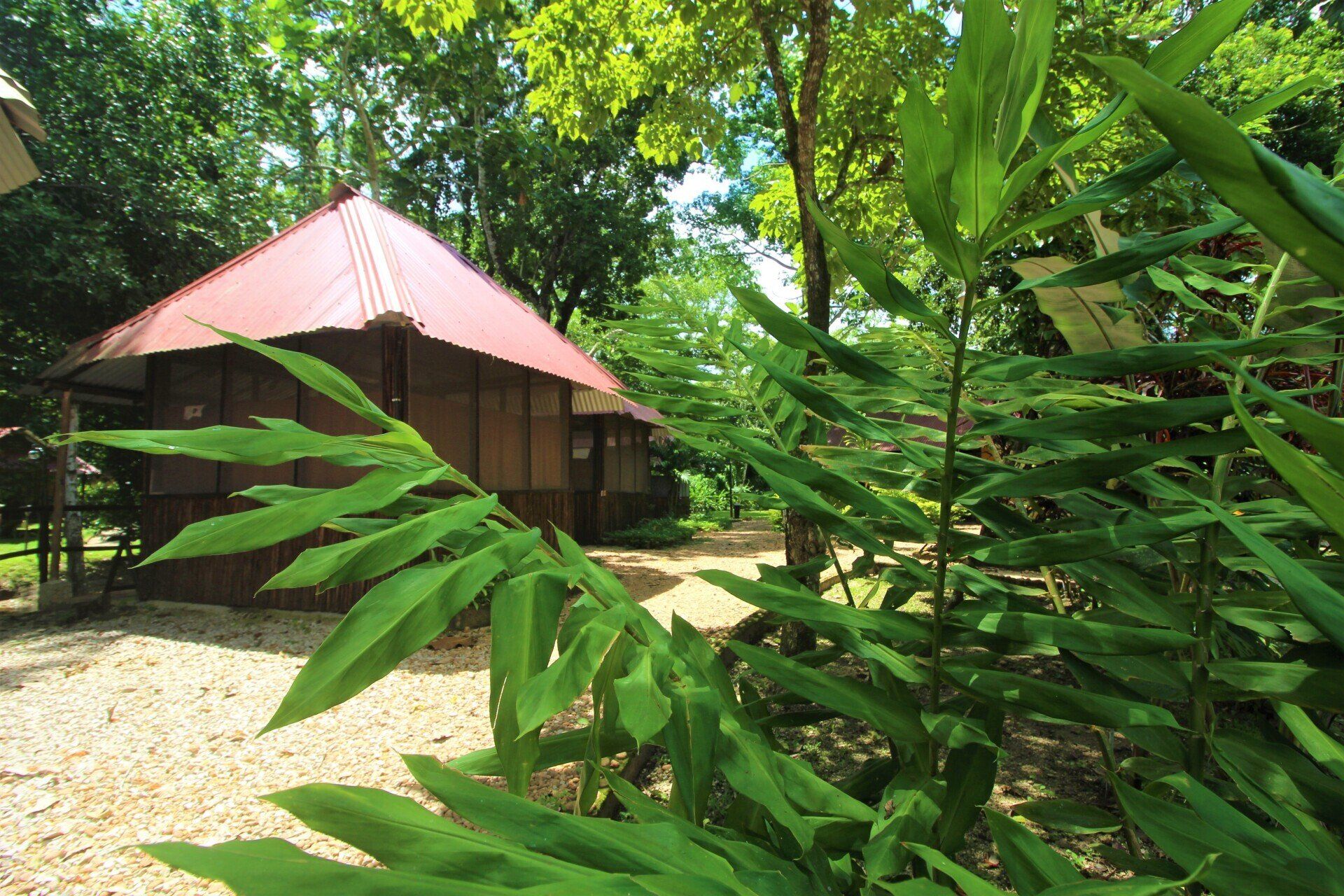 Una casa con techo rojo está rodeada de árboles y hojas.