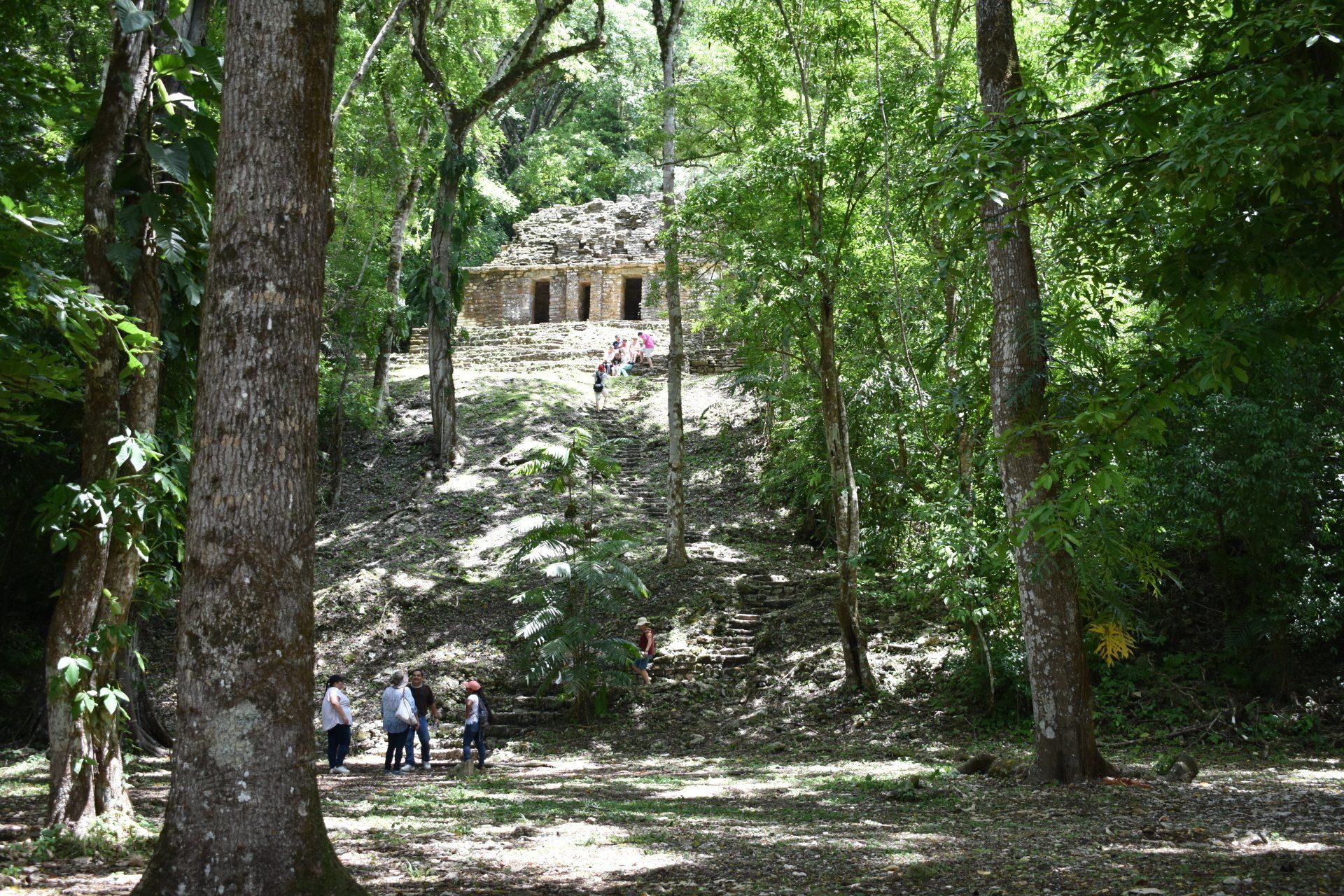 Un grupo de personas camina por un exuberante bosque verde.