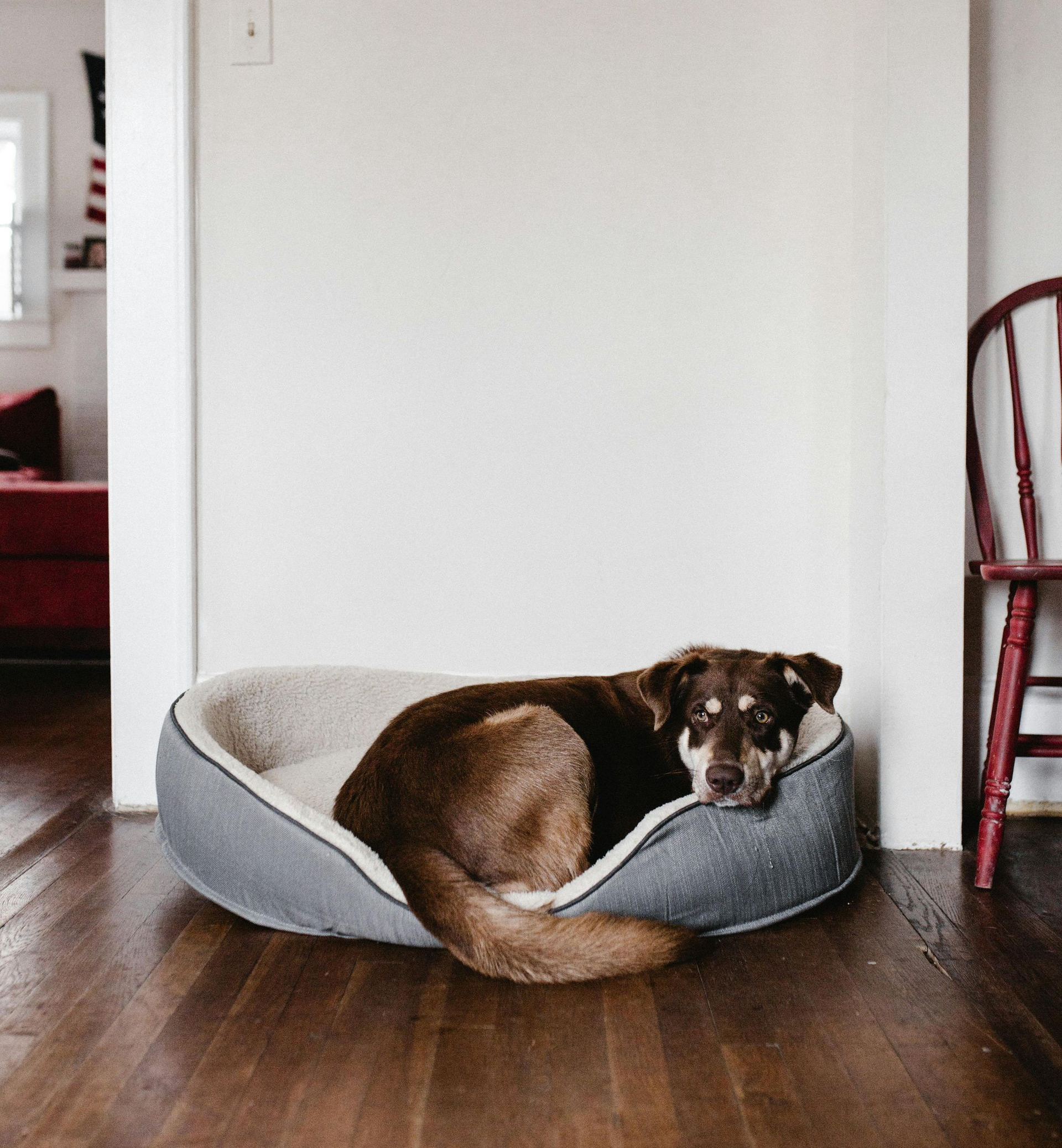 Brown dog resting in a gray dog bed on a hardwood floor, next to a red chair.