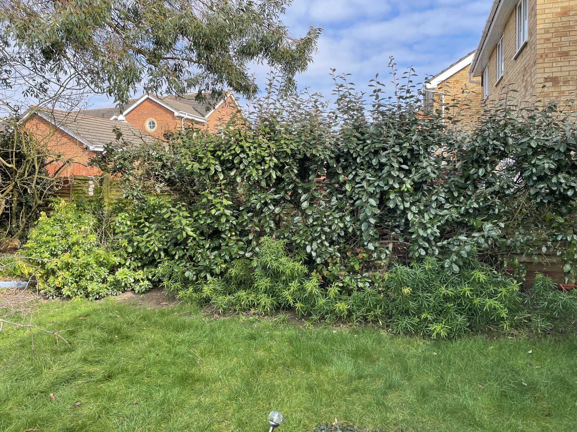Before Bush Removal