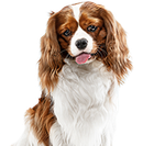 A brown and white dog with its tongue hanging out.