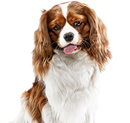 A brown and white dog with its tongue hanging out.