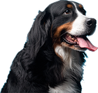A black and white dog with its tongue hanging out.