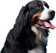 A black and white dog with its tongue hanging out.
