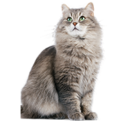 A fluffy cat with green eyes is sitting.