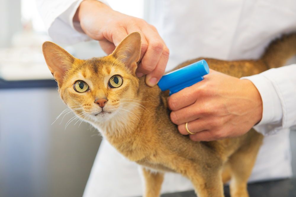 A cat is being examined by a veterinarian.