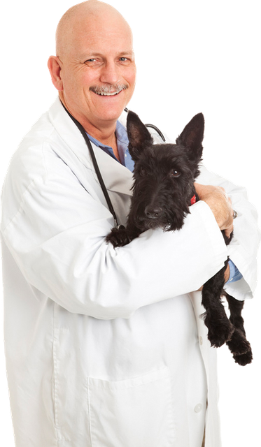 A veterinarian is holding a small black dog in his arms.