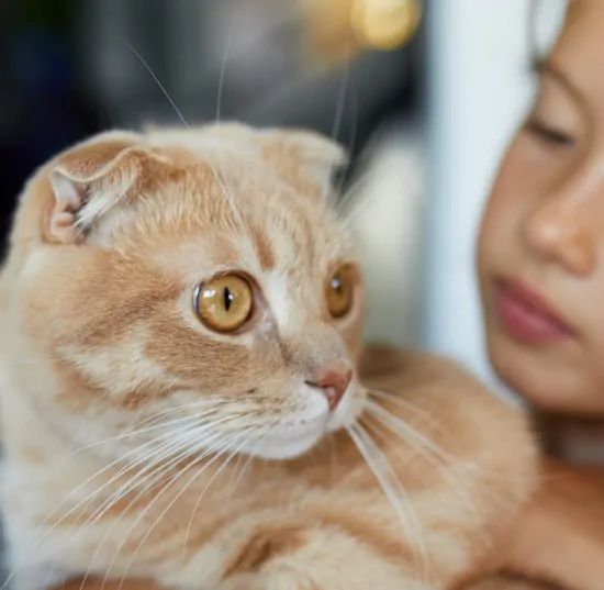 A woman is holding a cat in her arms.