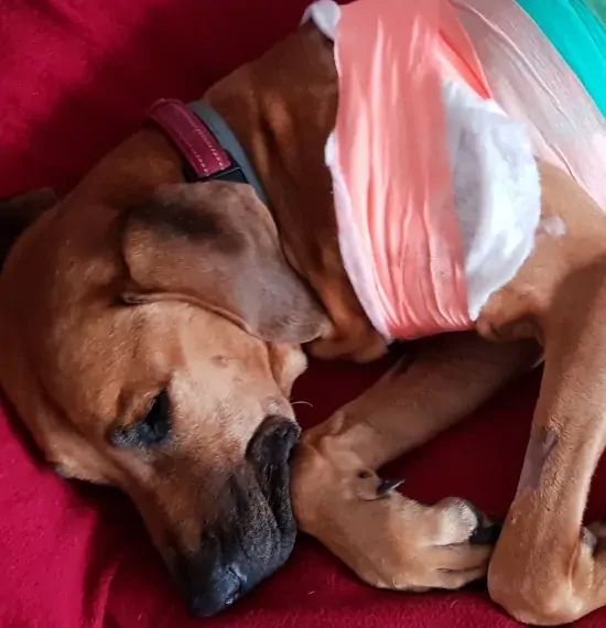 A dog with a bandage around its neck is laying on a red blanket.