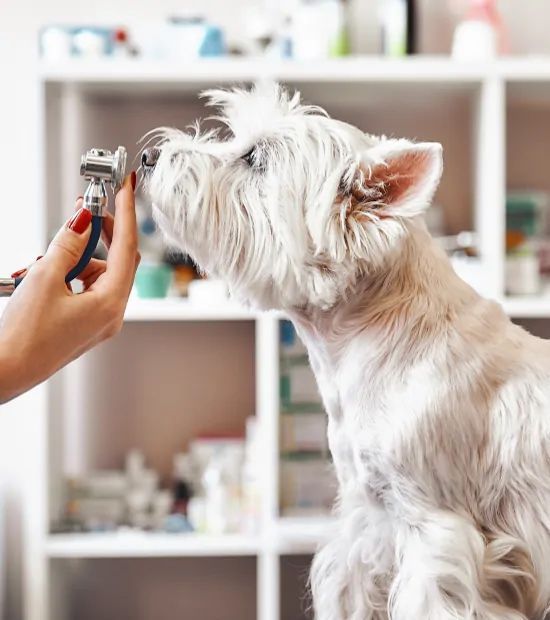 A white dog is being examined by a veterinarian with a stethoscope.