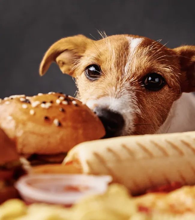 A brown and white dog looking at a bunch of food.