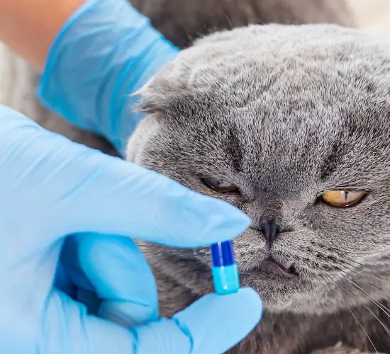 A person wearing blue gloves is putting a blue capsule in a cat's mouth.